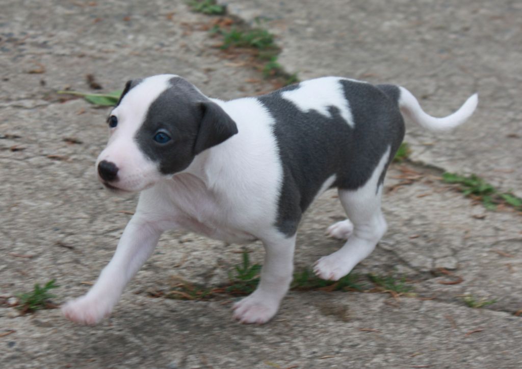 Buxea's Whip - Chiot disponible  - Whippet