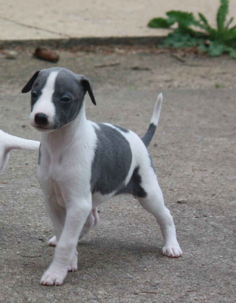 Buxea's Whip - Chiot disponible  - Whippet