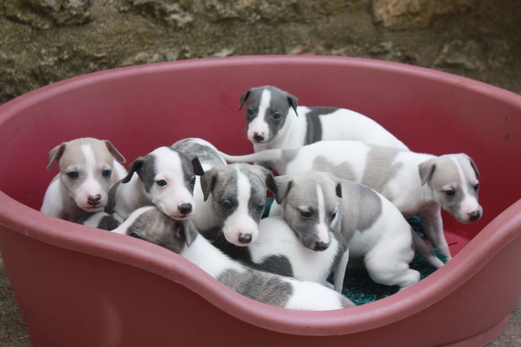 chiot Whippet Buxea's Whip