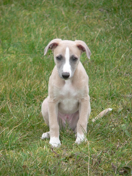 mes chiens en pèle mèle